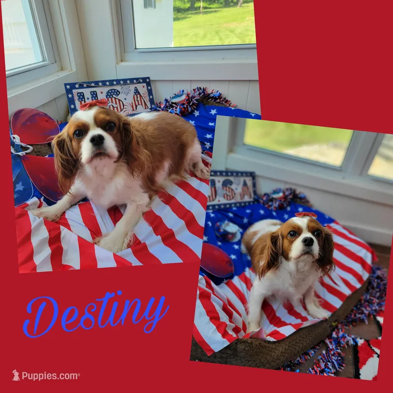 Destiny, a female Cavalier King Charles Spaniel for sale in Loogootee, IN – Photo 1 of 3