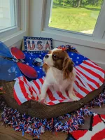 Destiny, a female Cavalier King Charles Spaniel for sale in Loogootee, IN – Photo 3 of 3