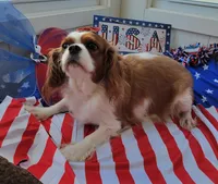 Destiny, a female Cavalier King Charles Spaniel for sale in Loogootee, IN – Photo 2 of 3