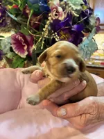 Minnie, a female Cavachon for sale in Jasper, IN – 4 of 10