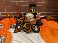 Boy1, a male Maltese for sale in Jasper, IN – 7 of 8