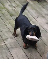 Gretchen, a female Miniature Dachshund for sale in Mercer, PA – 4 of 9