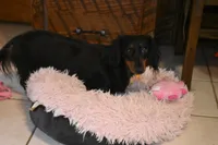 Gretchen, a female Miniature Dachshund for sale in Mercer, PA – 6 of 9