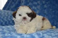 Woody , a male Shih Tzu for sale in Mercer, PA – Photo 6 of 7