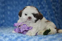 Woody , a male Shih Tzu for sale in Mercer, PA – Photo 1 of 7