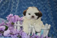 Woody , a male Shih Tzu for sale in Mercer, PA – Photo 2 of 7