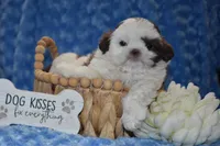 Woody , a male Shih Tzu for sale in Mercer, PA – Photo 4 of 7