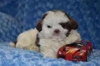 Woody , a male Shih Tzu for sale in Mercer, PA – Photo 5 of 7