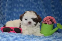 Woody , a male Shih Tzu for sale in Mercer, PA – Photo 3 of 7