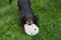 Gretchen, a female Miniature Dachshund for sale in Mercer, PA – 9 of 9