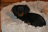 Gretchen, a female Miniature Dachshund for sale in Mercer, PA – 7 of 9