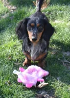 Pebbles, a female Miniature Dachshund for sale in Mercer, PA – Photo 2 of 8