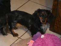 Pebbles, a female Miniature Dachshund for sale in Mercer, PA – Photo 4 of 8