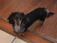 Pebbles, a female Miniature Dachshund for sale in Mercer, PA – Photo 3 of 8