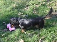 Pebbles, a female Miniature Dachshund for sale in Mercer, PA – Photo 7 of 8