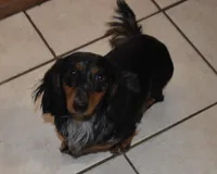 Pebbles, a female Miniature Dachshund for sale in Mercer, PA – Photo 5 of 8