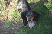 Pebbles, a female Miniature Dachshund for sale in Mercer, PA – Photo 6 of 8