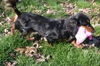 Pebbles, a female Miniature Dachshund for sale in Mercer, PA – Photo 8 of 8