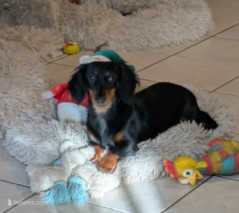 Gretchen, a female Miniature Dachshund for sale in Mercer, PA – 1 of 9