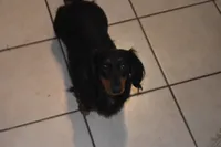 Gretchen, a female Miniature Dachshund for sale in Mercer, PA – 3 of 9