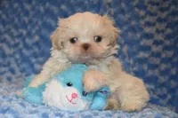 Comet, a male Shih Tzu for sale in Mercer, PA – Photo 4 of 9