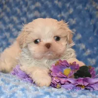 Comet, a male Shih Tzu for sale in Mercer, PA – Photo 7 of 10