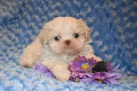 Comet, a male Shih Tzu for sale in Mercer, PA – Photo 2 of 9