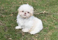 Comet, a male Shih Tzu for sale in Mercer, PA – Photo 5 of 10