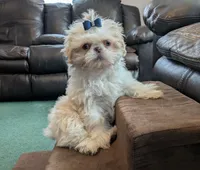 Comet, a male Shih Tzu for sale in Mercer, PA – Photo 4 of 10