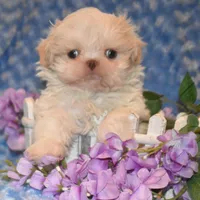 Comet, a male Shih Tzu for sale in Mercer, PA – Photo 8 of 10