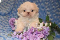 Comet, a male Shih Tzu for sale in Mercer, PA – Photo 3 of 9