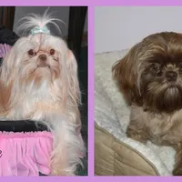 Comet, a male Shih Tzu for sale in Mercer, PA – Photo 10 of 10