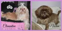 Comet, a male Shih Tzu for sale in Mercer, PA – Photo 9 of 9