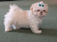 Comet, a male Shih Tzu for sale in Mercer, PA – Photo 3 of 10