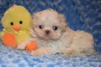 Comet, a male Shih Tzu for sale in Mercer, PA – Photo 7 of 9