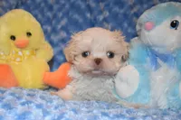 Comet, a male Shih Tzu for sale in Mercer, PA – Photo 8 of 9