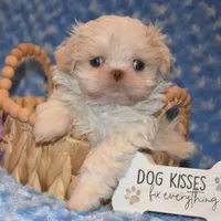 Comet, a male Shih Tzu for sale in Mercer, PA – Photo 9 of 10