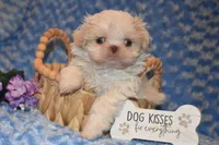 Comet, a male Shih Tzu for sale in Mercer, PA – Photo 5 of 9