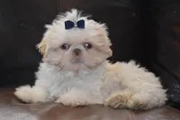 Comet, a male Shih Tzu for sale in Mercer, PA – Photo 1 of 10