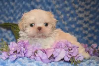 Comet, a male Shih Tzu for sale in Mercer, PA – Photo 1 of 9