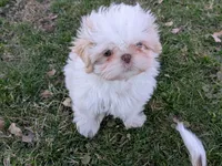 Comet, a male Shih Tzu for sale in Mercer, PA – Photo 6 of 10