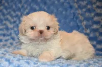 Comet, a male Shih Tzu for sale in Mercer, PA – Photo 6 of 9