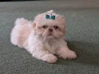 Comet, a male Shih Tzu for sale in Mercer, PA – Photo 2 of 10