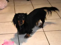 Gretchen, a female Miniature Dachshund for sale in Mercer, PA – 2 of 9