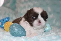 Buzz, a male Shih Tzu for sale in Mercer, PA – Photo 3 of 9