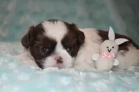 Buzz, a male Shih Tzu for sale in Mercer, PA – Photo 8 of 9