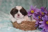 Buzz, a male Shih Tzu for sale in Mercer, PA – Photo 2 of 9