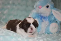 Buzz, a male Shih Tzu for sale in Mercer, PA – Photo 4 of 9