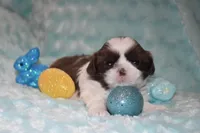 Buzz, a male Shih Tzu for sale in Mercer, PA – Photo 7 of 9