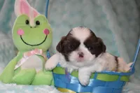 Buzz, a male Shih Tzu for sale in Mercer, PA – Photo 5 of 9